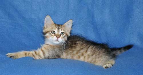 siberian kittens for sale from a trusted breeder quebec