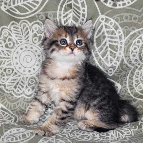 siberian cats for sale maritimes