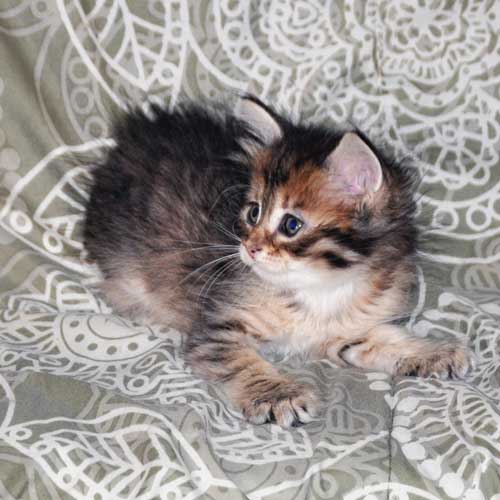siberian cats for sale montreal