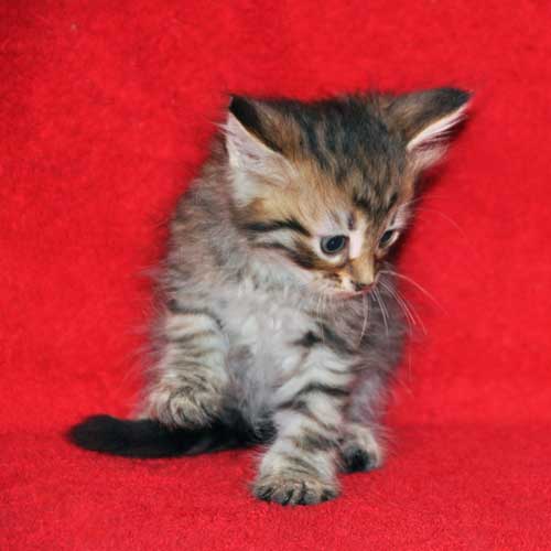 hypoallergenic cats for sale quebec