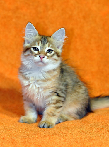 siberian kitten for sale montreal