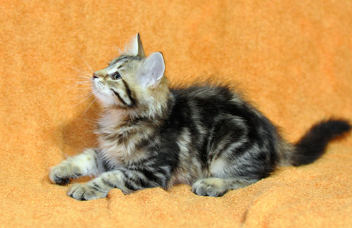 siberian kitten for sale ontario