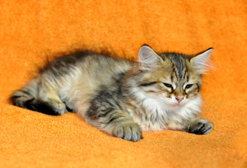 siberian kitten for sale vancouver