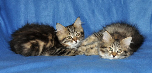 siberian kittens for sale montreal