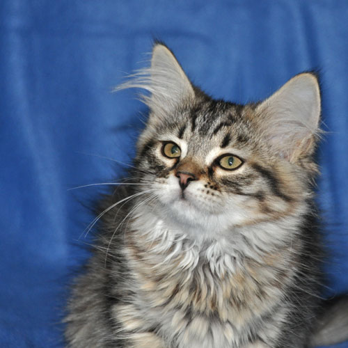 siberian kittens for sale quebec