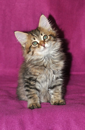 siberian kittens for sale vancouver