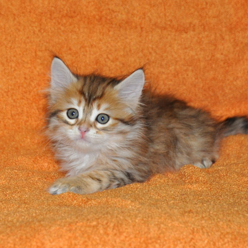 siberian kitten alberta