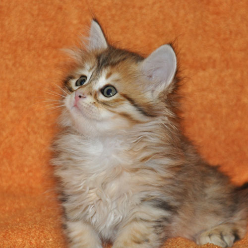 siberian kitten calgary