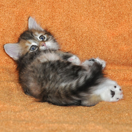 siberian kitten edmonton