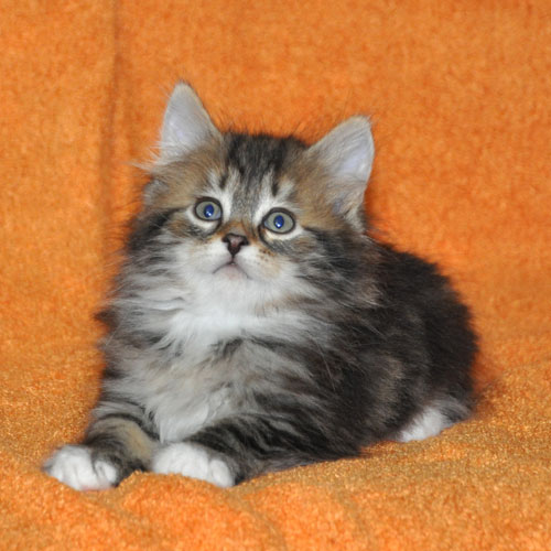 siberian kitten montreal