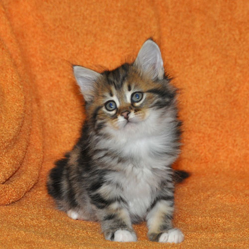 siberian kitten ontario