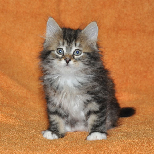siberian kitten quebec