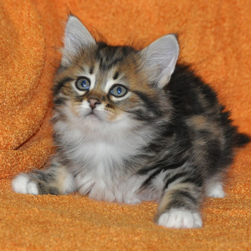 siberian kitten toronto