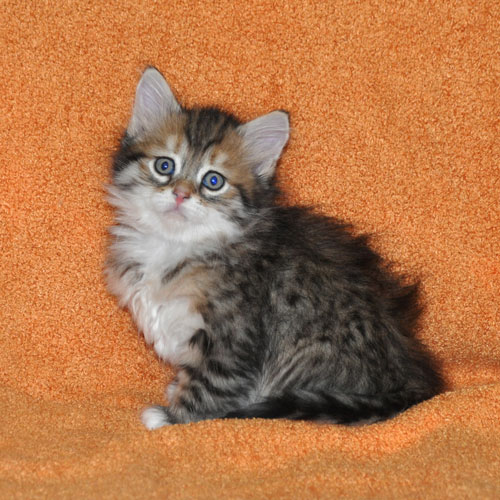 siberian kitten vancouver