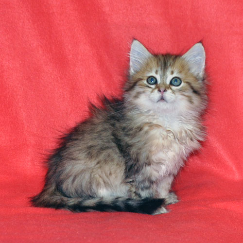siberian kitten for sale maritimes