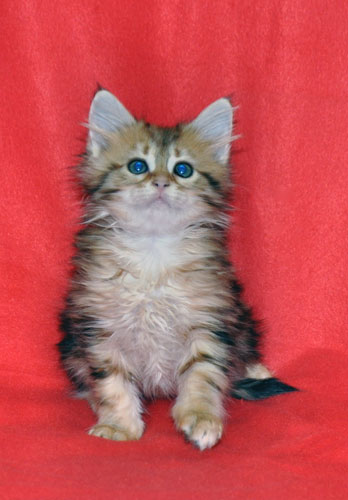 siberian kitten for sale montreal