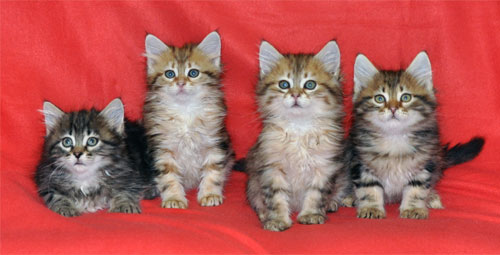 siberian kitten for sale new brunswick