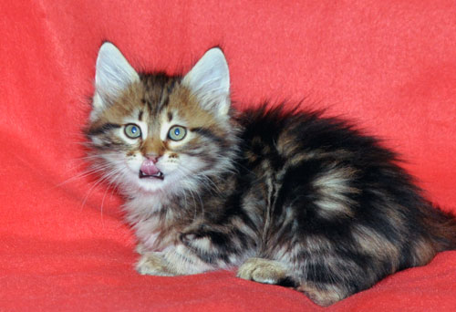 siberian kitten for sale ontario