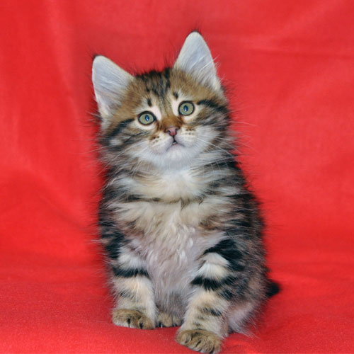 siberian kitten for sale ottawa