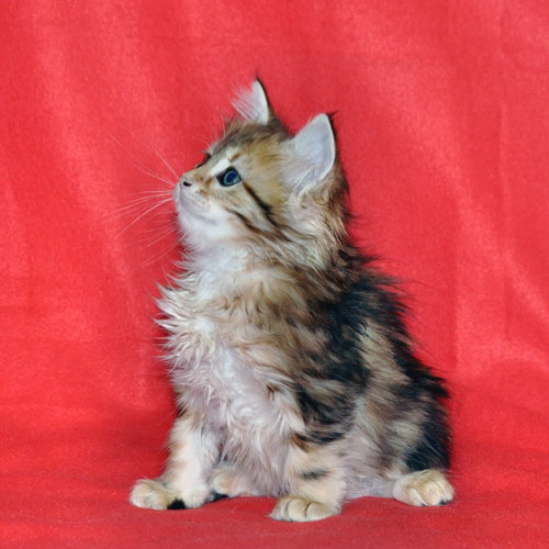 siberian kitten for sale quebec