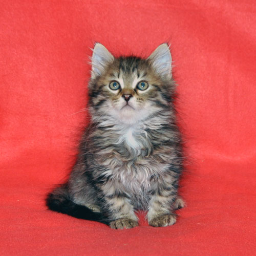 siberian kitten for sale alberta