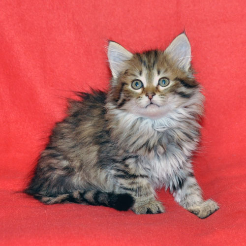 siberian kitten for sale british columbia