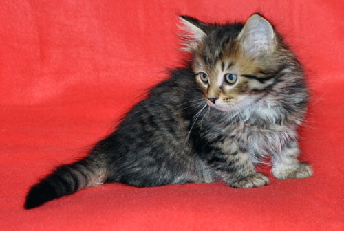 siberian kitten for sale calgary