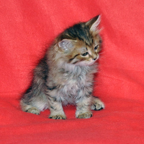 siberian kitten for sale edmonton