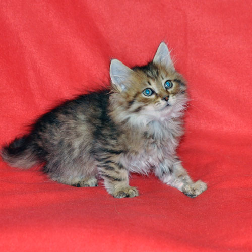 siberian kitten for sale toronto