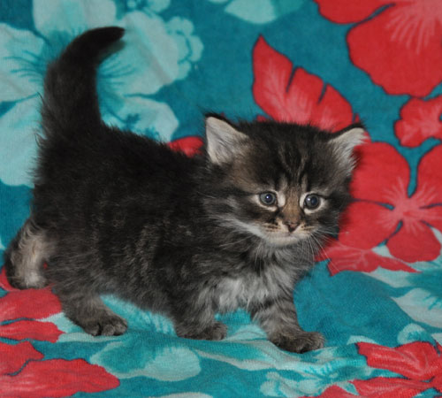 siberian kitten for sale edmonton