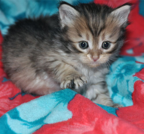 siberian kitten for sale montreal