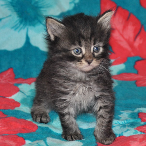 siberian kitten for sale ottawa