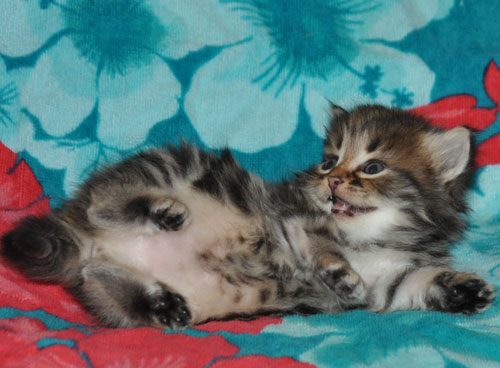 siberian kitten for sale toronto