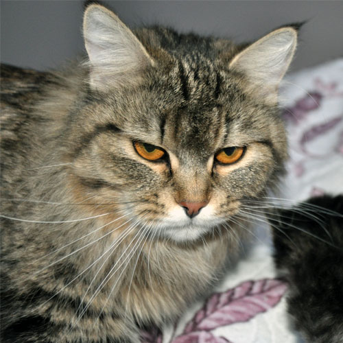 siberian kitten for sale vancouver