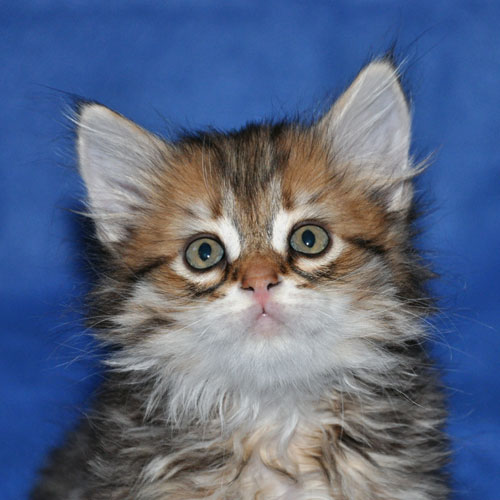 siberian kitten for sale edmonton