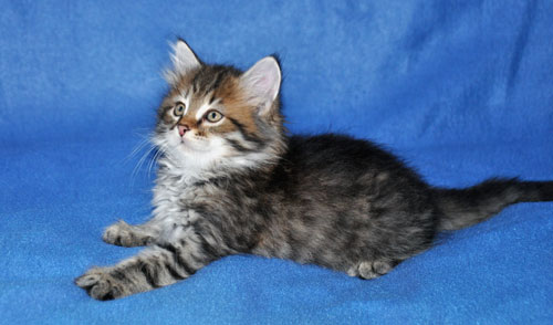 siberian kitten for sale ontario