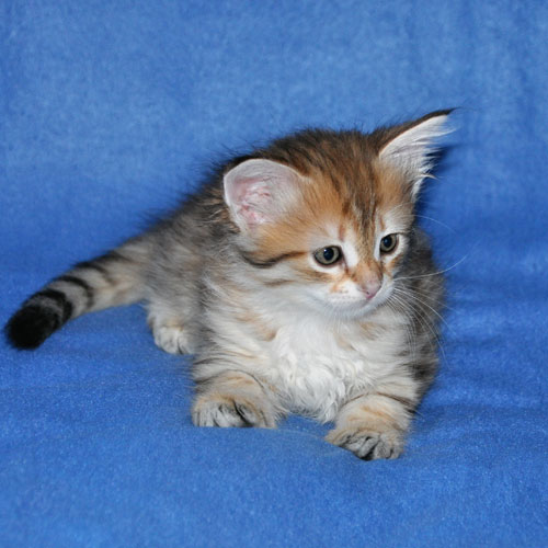 siberian kitten for sale toronto