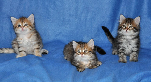 siberian kitten for sale vancouver