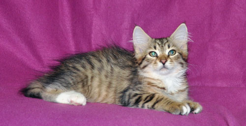 siberian kitten for sale montreal