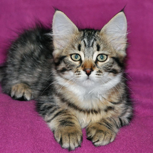 siberian kitten for sale ontario