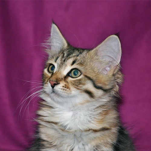 siberian kitten for sale quebec