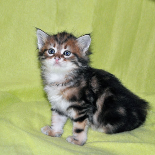 siberian kitten for sale ontario