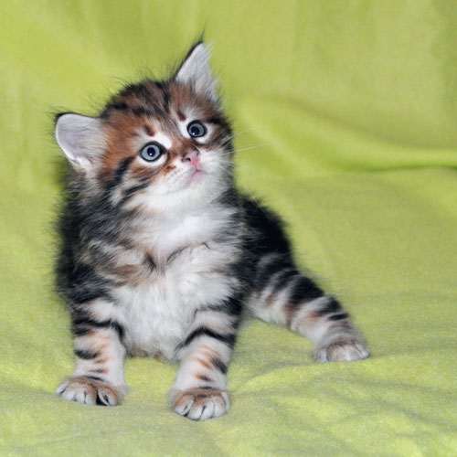 siberian kitten for sale ottawa