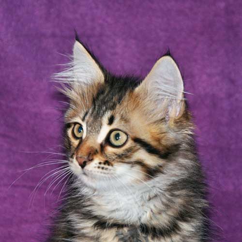 siberian cat ontario