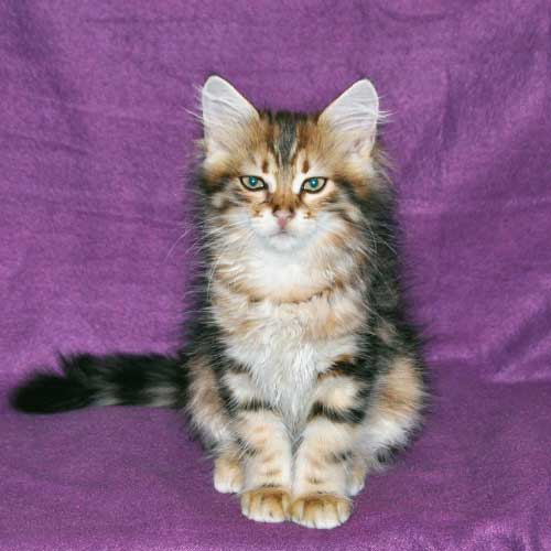 siberian cat quebec