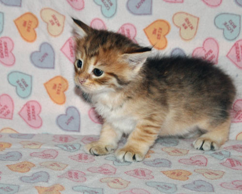 siberian kitten for sale edmonton