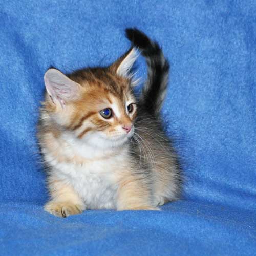 siberian cats breeders