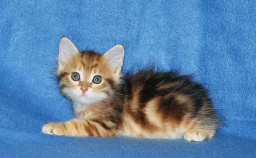 siberian cats breeders alberta