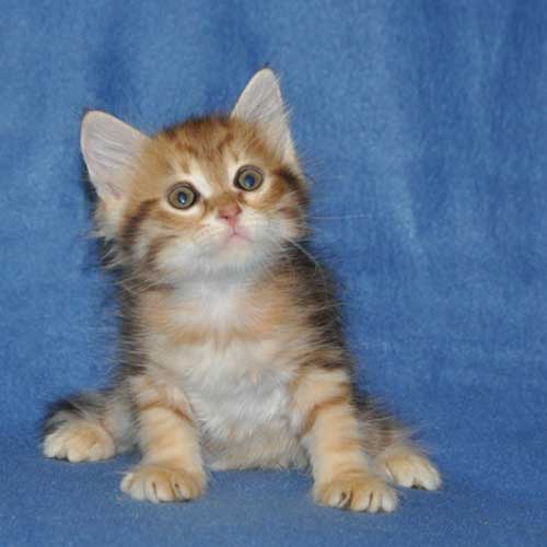 siberian cats breeders calgary