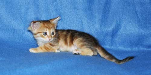 siberian cats breeders edmonton